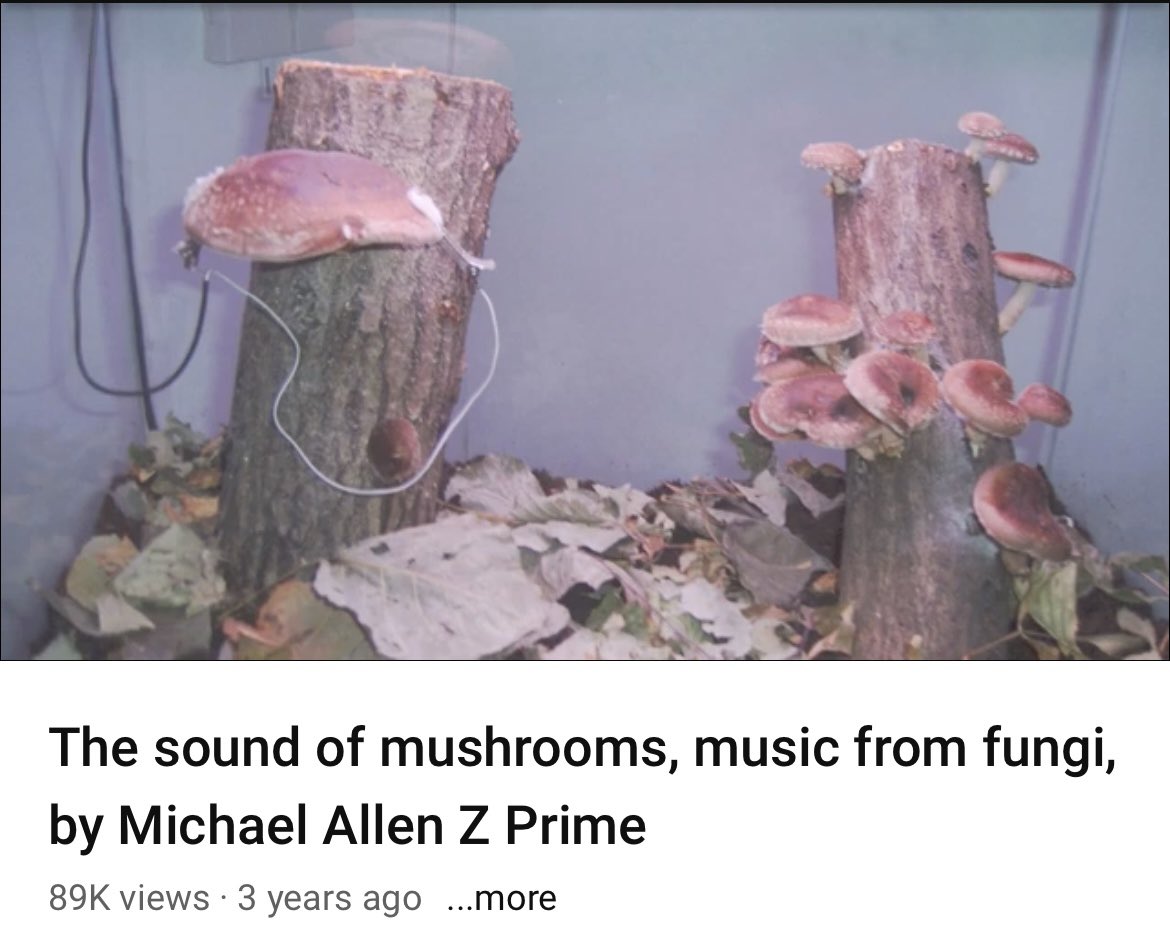 Hyphae hip hop beats to study/relax to