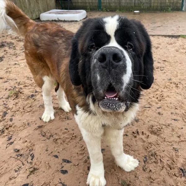 Gorgeous George is ready and waiting for a boop on his beautiful big snoot 👉🐽 @DT_Loughborough Image description: A large brown, black and white St Bernard dog with floppy ears is standing on sand outside with his mouth slightly open.