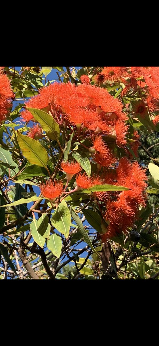 @EucalyptAus @itsnotfairman @RichardMcLellan @PaulineGrierso1 @Nate_S_Anderson @CostasGarden @waspwench @CSIRO @TERN_Aus @RTW_Aus Let’s go!! 2024 has gotta be time for #Corymbia : whether this beauty #Corymbiaficifolia or #Corymbiacitriodora two urban legends!

#friendsofficifolia