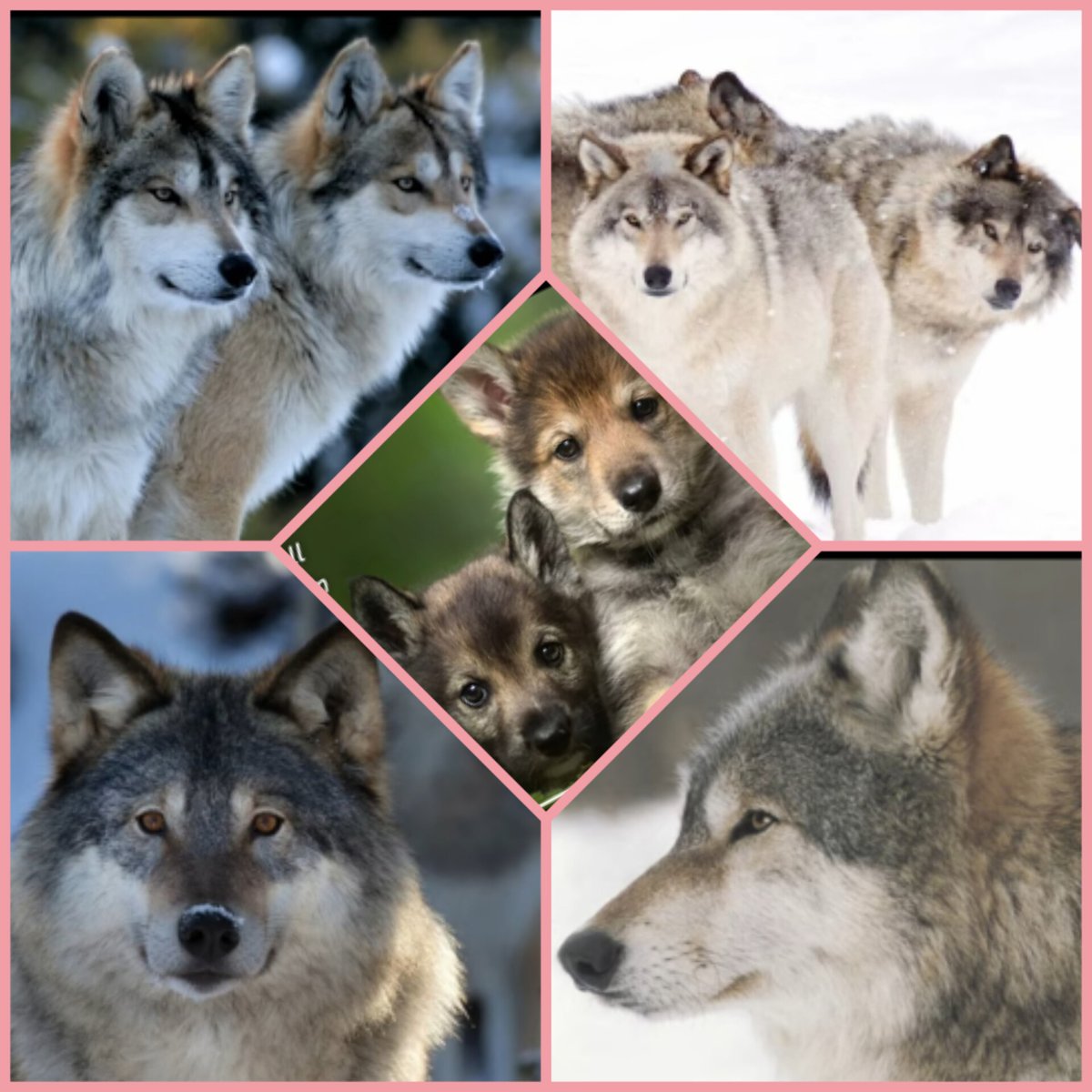 Wolves 🐺...
✓What helps a wolf survive in extreme weather conditions? 💦❄️
✓Do you know their family hierarchy? 🐺👨‍👩‍👧‍👦
Watch this video and you will learn a lot of interesting things 👇🤗
youtu.be/6kZnh_l5wfYх

#usefulpositive
#beautiful 
#WORLDISBEAUTIFUL 
#weekend 
#travel