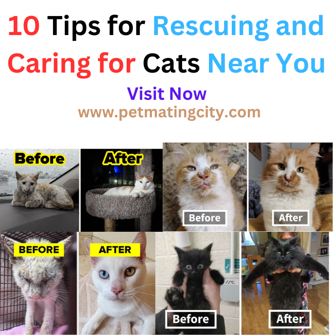 petmatingcity's tweet photo. 10 Tips for Rescuing and Caring for Cats Near You😽😾😍
Visit Now: https://t.co/8m0LVttMLL
@Animalcare
#CatLover #FelineFrenzy #PurrfectCompanion #KittyLove #MeowMania #CrazyForCats #Lover #PawsomePals #FelineFanatic #Microsoft #Tina #PORK #Fighter #Twitter #explore https://t.co/EVG34CSxij