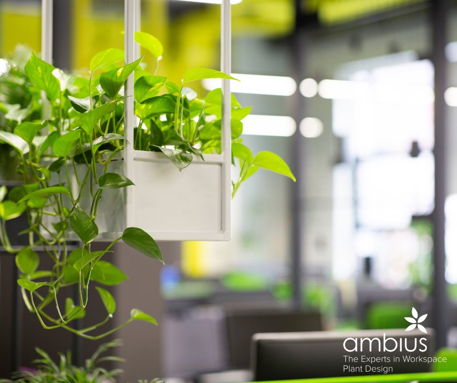 Ambius_IE's tweet photo. Go and thank your boss for the office plants. Tag him in the comments to let him know you appreciate the office greenery.
#plants #interiorplants #officeplants https://t.co/jXsZMnhrRi