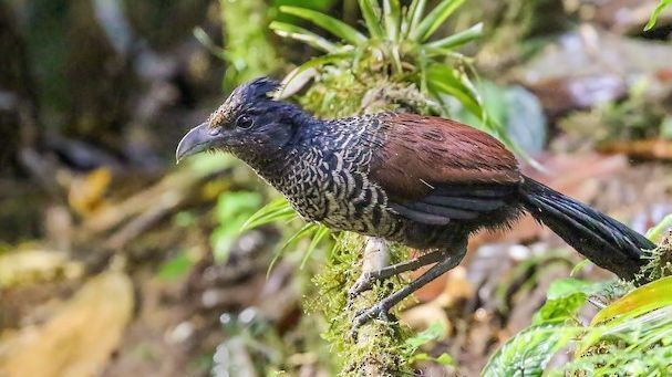 EDGEofExistence's tweet photo. Landing next in our #WingingItWednesday series we have the Banded Ground-cuckoo
Fly by facts:
Scientific name
Neomorphus radiolosus
Conservation Status
Endangered
Locations
South-west Colombia and North-west Ecuador
Fellows
Eliana Montenegro, Latin America cohort 2018 https://t.co/A5IHtXJjhF