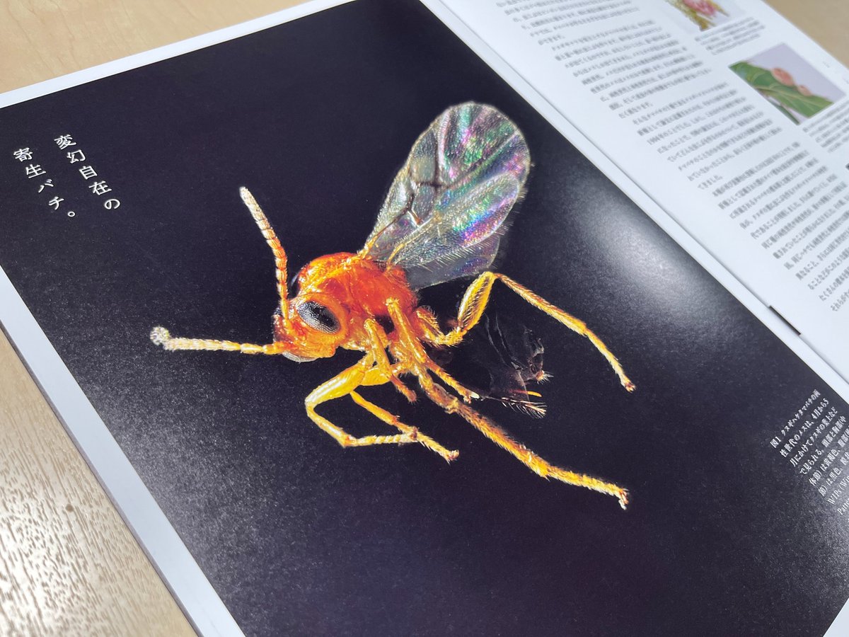 かはく【国立科学博物館公式】 on X