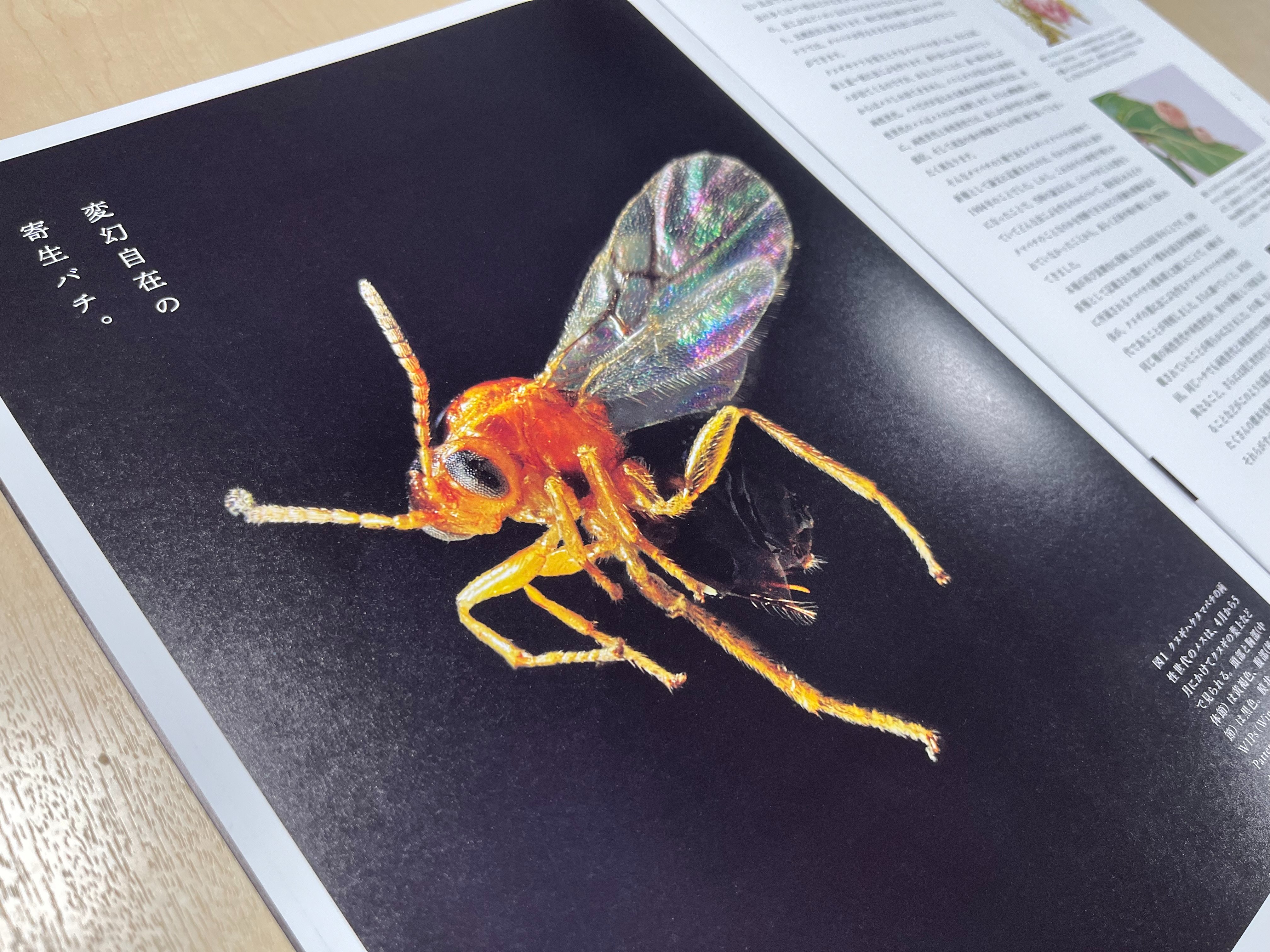 国立博物館　かはくオリジナル図鑑 かはく【国立科学博物館公式】 on X: 