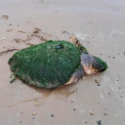 We've had another turtle stranding this week! A Loggerhead Turtle has been found and rescued in Cumbria. Strong winds and currents from storms can sweep hard-shelled marine turtles from warm waters into the north Atlantic Gyre, to which they're not acclimatised 1/4