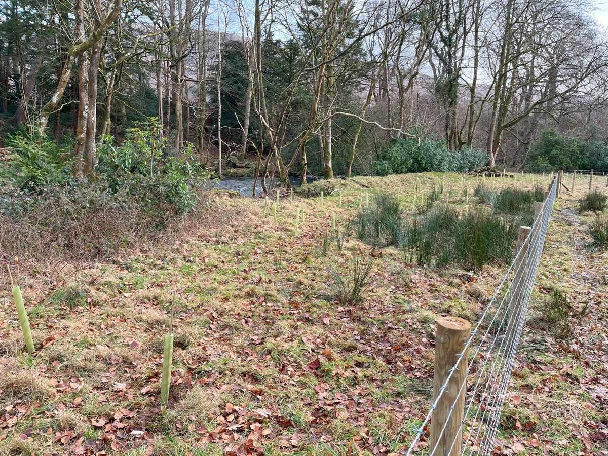 We’ve been improving conditions for the fish &amp; mussels that live along the River Irt by planting trees and installing fencing. 🦪💦🌱
Over time these trees will help stabilize the riverbank, improve habitat &amp; reduce fine sediment run-off. 🤗
