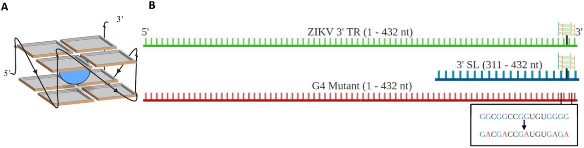 @trushar_7 @UofLArtSci dives into #ZikaVirus (ZIKV) #research🦠targeting RNA-human protein communication to halt viral replication🧬Uncovered conserved G-quadruplex sequence in 3' terminal region for potential #treatment options!🩺@cdnsciencepub @CSMB_SCBM
doi.org/10.1139/bcb-20…