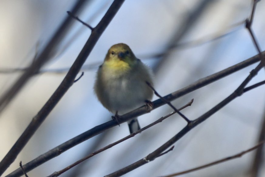 Mid afternoon and a perfect resting spot for this American Goldfinch, feathers soaking up the warmth from this lovely sunshine ❤️ #goldfinch #americangoldfinch #birds #BirdTwitter #birdphotography #TwitterNaturePhotography #TwitterNatureCommunity ❤️ #Wednesday