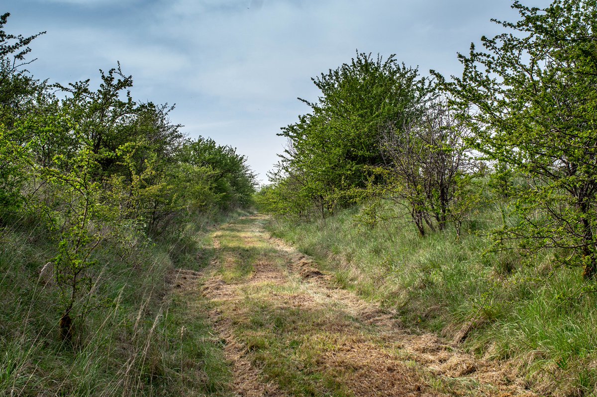 The old Netheravon-Market Lavington road climbs through a holloway. One of the old roads that eventually disappears in the forbidden areas of the Plain. Oddly, it appears to have been mown. #hollowaywednesday