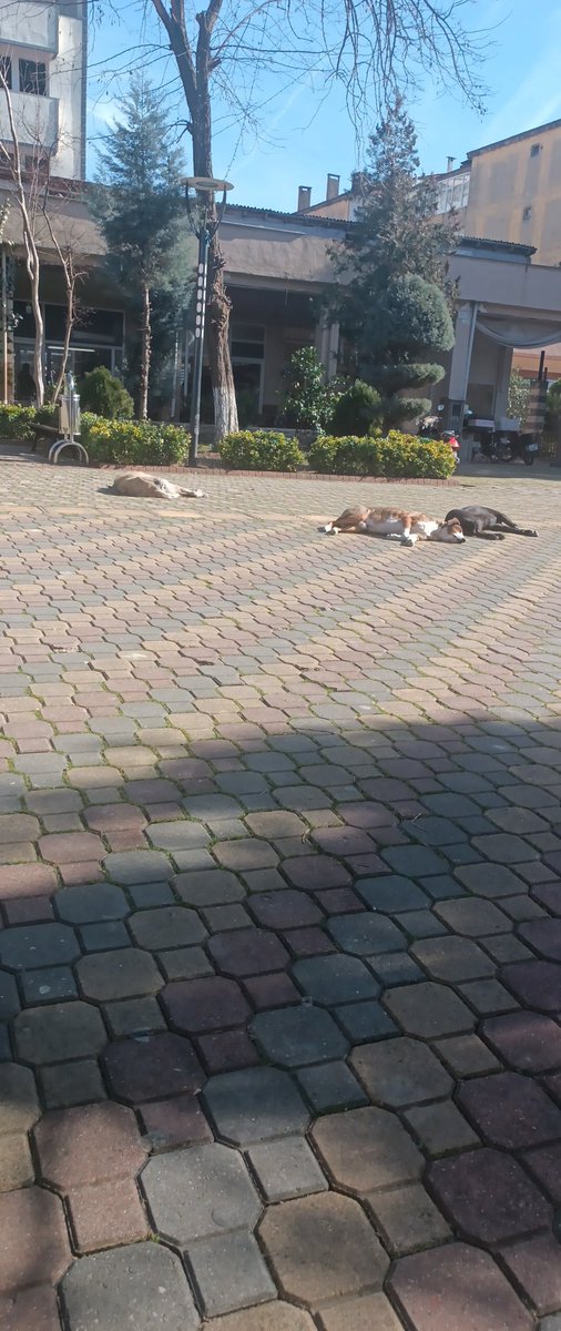 Güneşin tadını çıkartanlar. Benden rahatlar valla🤣🤣