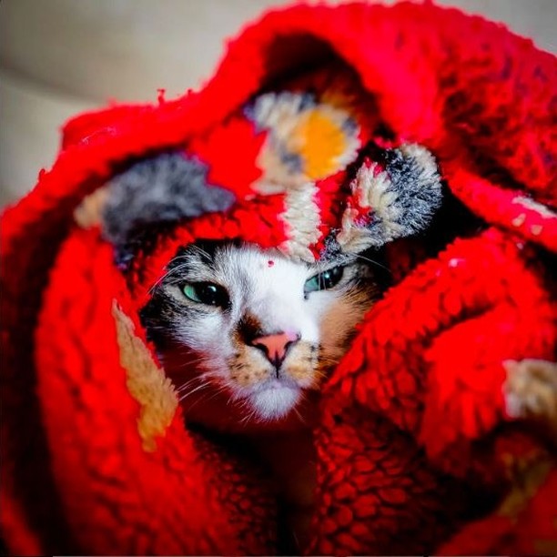 helendram's tweet photo. Cuteness.

#cats_of_world #ilovecats #catsofworld #catslover #catsoftheworld #catscatscats #catsoftheday #funnycats #catslovers #cats_of_day #catselfie #catsdaily #catsanddogs #catslove #Ukraine #Putin #Tucker 

cradit:@catloverusauk https://t.co/MTdfuQfbdA
