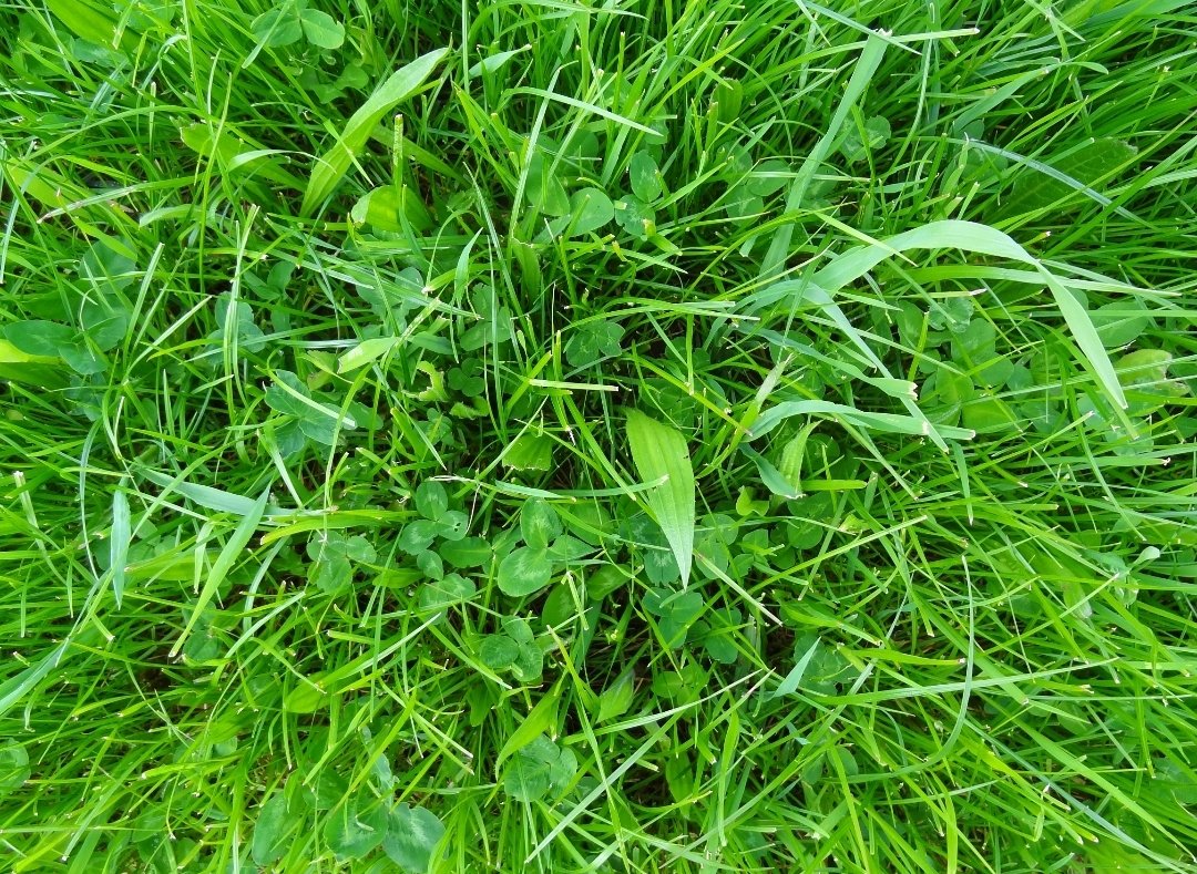 berrys_info's tweet photo. SAM3 HERBAL LEYS

There has been a huge demand for our Legume and Herb pack over the recent days. 

With or without RED CLOVER and is an ideal choice to stitch into older leys which already have the 5 different species of grasses. 

Please call Andy on 07969 164066 https://t.co/djUsPlL5NL