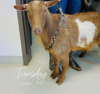 We generally treat Dogs & Cats at our Vet Ortho Clinic yesterday we treated a Goat