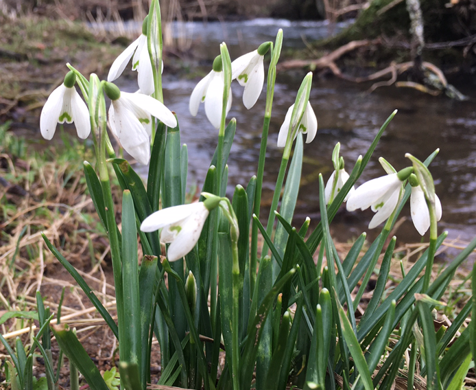 Our next newsletter comes out at the end of this week with news, stories, jobs and events relevant to Cumbrian biodiversity. If you haven't yet signed up for it, you can via a link on our website (scroll to the bottom of any page): cbdc.org.uk