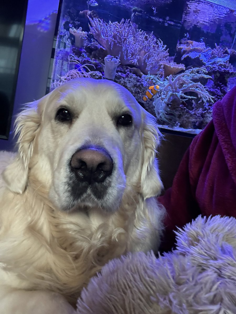 It’s behind me, isn’t it? #noseynemo #GoldenRetrievers #dog