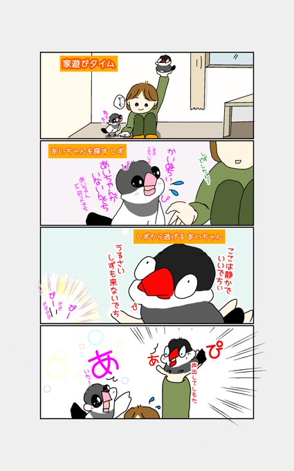 文鳥たちの家遊び🐥 ドタバタ文鳥日記 さんのマンガ ツイコミ(仮)