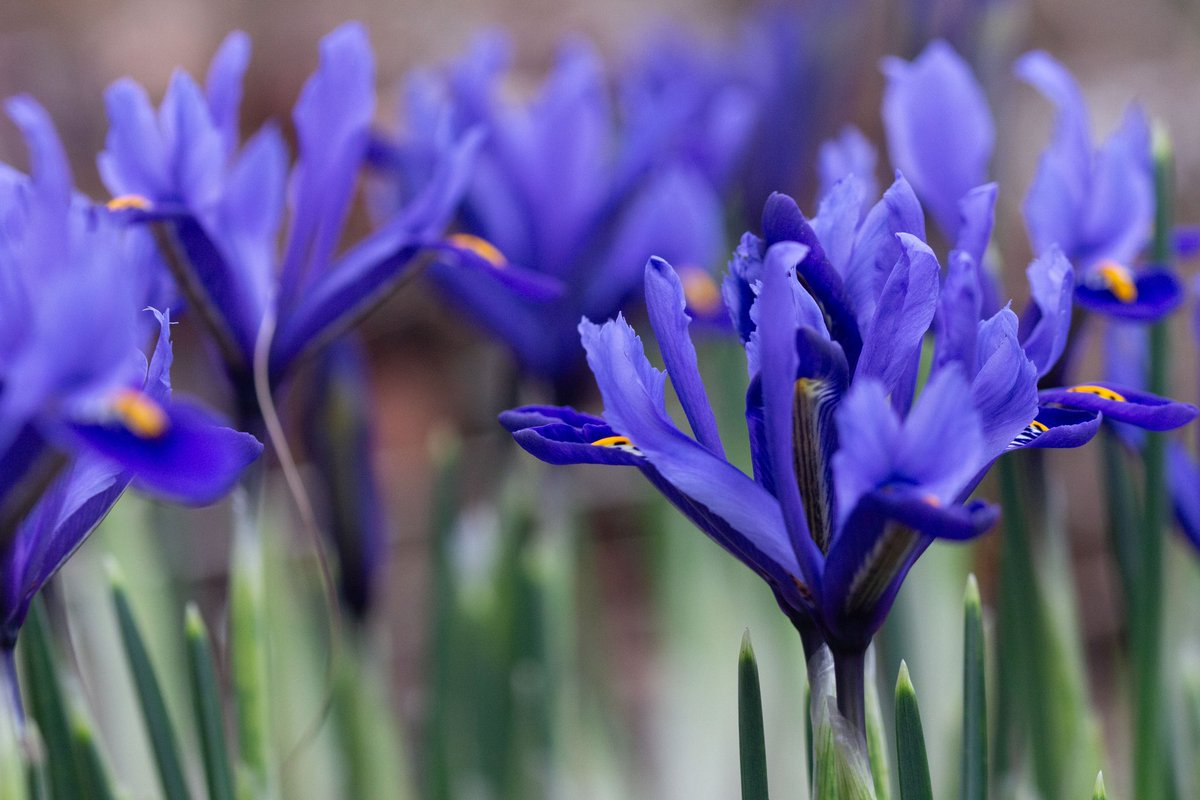 Iris reticulata! Such a joy to see this vibrant colour in the garden 💙. Took out the big camera for some depth. #GardeningTwitter #GardeningX #gardenersworld