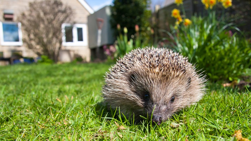 HedgehogCabin's tweet image. Please remember a hedgehog out in the day is not a photo opportunity, it is a dying animal, desperate for help.
But when we see a hedgehog out in the day, even if we&apos;ve read somewhere that this means they are seriously ill, we like to prove ourselves right - offer food, see if…