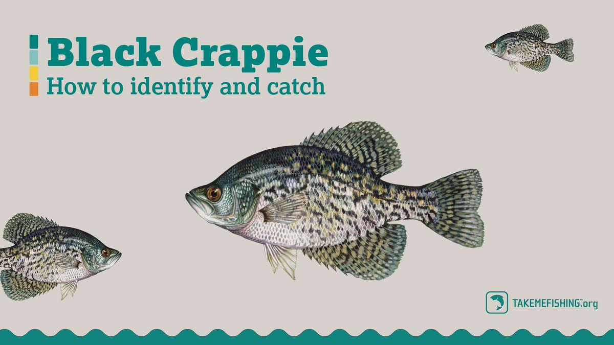 Take Me Fishing on X: But is it pronounced crappie or croppie