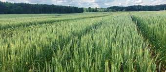 Mohsin04593756's tweet photo. #PakistanAgriculture
#wheatrust
#Wheatdiseases
گندم کے کاشتکار فصل کا باقاعدگی سے معائنہ کریں، کنگی کی علامات ظاہر ہونے پر سپرے کریں محکمہ زراعت کی رپورٹ کے مطابق تاحال راولپنڈی،ناروال،لیہ،مظفرگڑھ،ڈیرہ غازی خان اور راجن پور کےعلاقوں میں گندم کی فصل پر کنگنی کا حملہ مشاہدہ میں آیا https://t.co/UZXQ8FuYMH