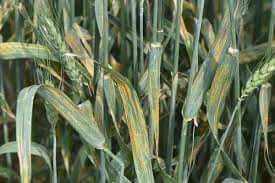 Mohsin04593756's tweet photo. #PakistanAgriculture
#wheatrust
#Wheatdiseases
گندم کے کاشتکار فصل کا باقاعدگی سے معائنہ کریں، کنگی کی علامات ظاہر ہونے پر سپرے کریں محکمہ زراعت کی رپورٹ کے مطابق تاحال راولپنڈی،ناروال،لیہ،مظفرگڑھ،ڈیرہ غازی خان اور راجن پور کےعلاقوں میں گندم کی فصل پر کنگنی کا حملہ مشاہدہ میں آیا https://t.co/UZXQ8FuYMH