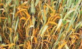 Mohsin04593756's tweet photo. #PakistanAgriculture
#wheatrust
#Wheatdiseases
گندم کے کاشتکار فصل کا باقاعدگی سے معائنہ کریں، کنگی کی علامات ظاہر ہونے پر سپرے کریں محکمہ زراعت کی رپورٹ کے مطابق تاحال راولپنڈی،ناروال،لیہ،مظفرگڑھ،ڈیرہ غازی خان اور راجن پور کےعلاقوں میں گندم کی فصل پر کنگنی کا حملہ مشاہدہ میں آیا https://t.co/UZXQ8FuYMH