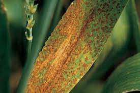 Mohsin04593756's tweet photo. #PakistanAgriculture
#wheatrust
#Wheatdiseases
گندم کے کاشتکار فصل کا باقاعدگی سے معائنہ کریں، کنگی کی علامات ظاہر ہونے پر سپرے کریں محکمہ زراعت کی رپورٹ کے مطابق تاحال راولپنڈی،ناروال،لیہ،مظفرگڑھ،ڈیرہ غازی خان اور راجن پور کےعلاقوں میں گندم کی فصل پر کنگنی کا حملہ مشاہدہ میں آیا https://t.co/UZXQ8FuYMH