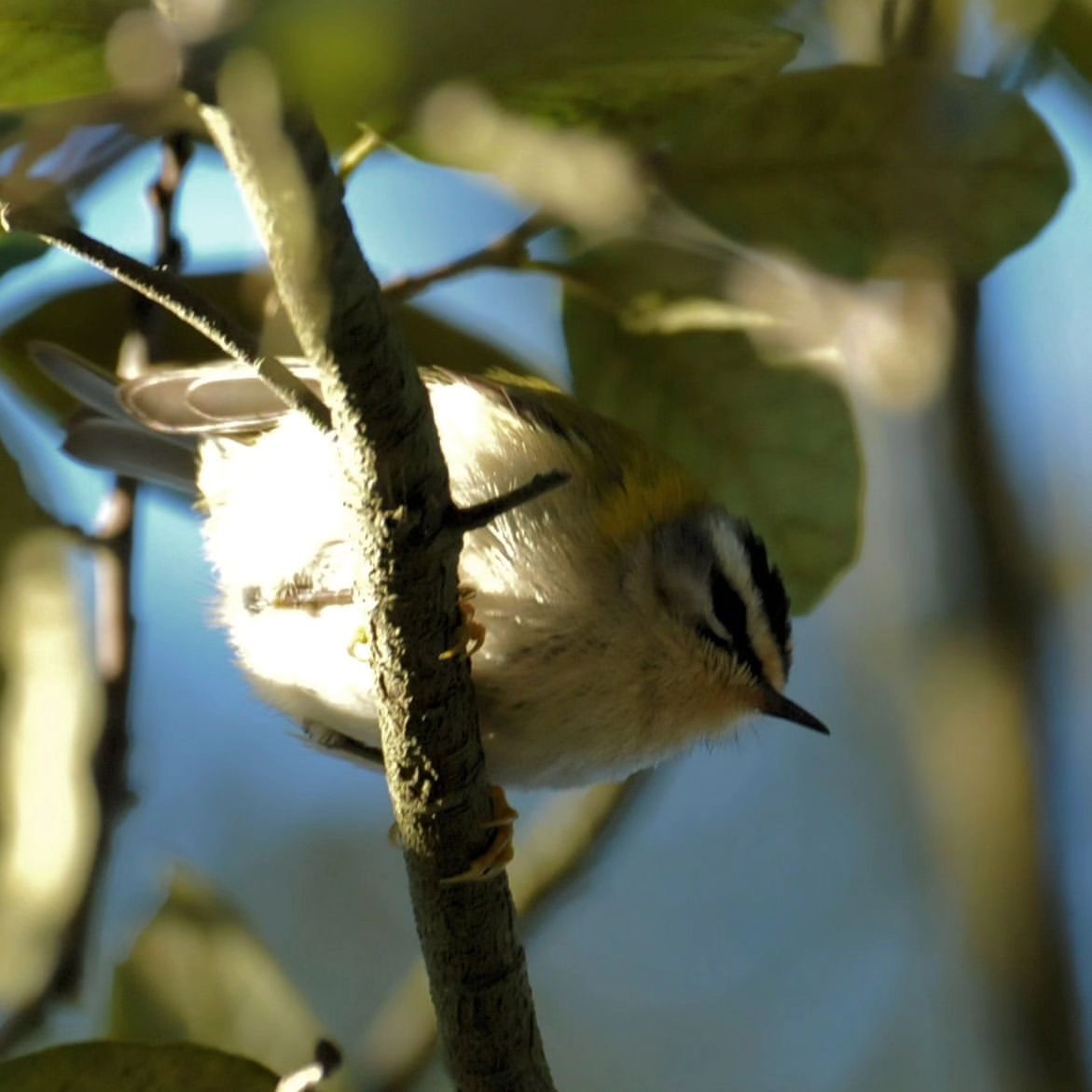 It's not just stunning #camellias, #rhododendrons, #magnolias and #daffodils at Antony #Woodland #Garden in #Spring. #Europe's smallest #bird, the #Firecrest, enjoys making its home here too. Not long to go now...

#Cornwall #GardenersWorld #birdwatching #SpringWatch