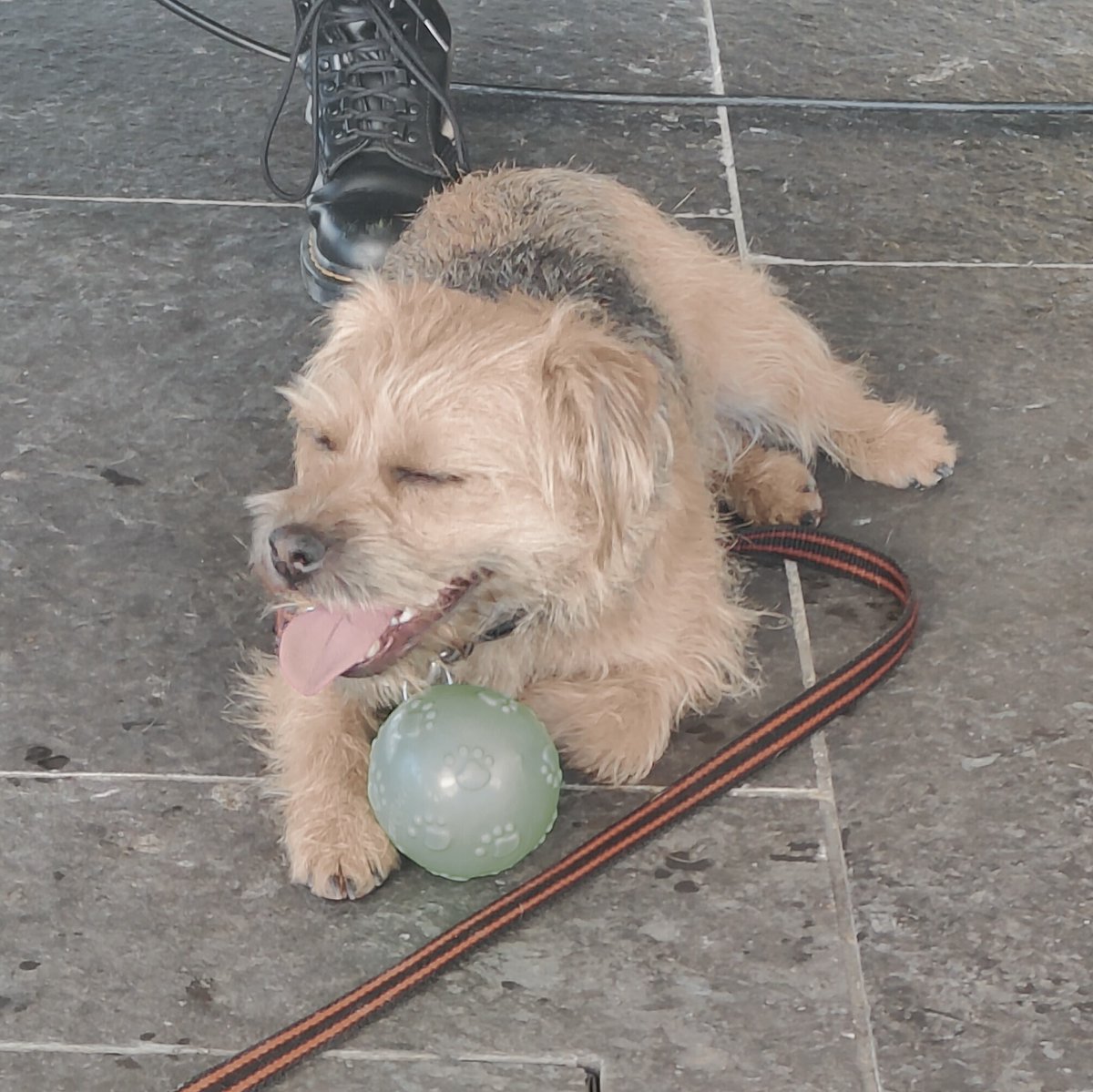 What a beautiful day in Aberdeen, the skies are blue and the sun is bright. Bessie needs her shades 😎 Therapets in the Medical Library at Foresterhill campus & in the Sir Duncan Rice Library at Old Aberdeen campus 11:15 am Boost your mood with some extra paws-itivity! 💖