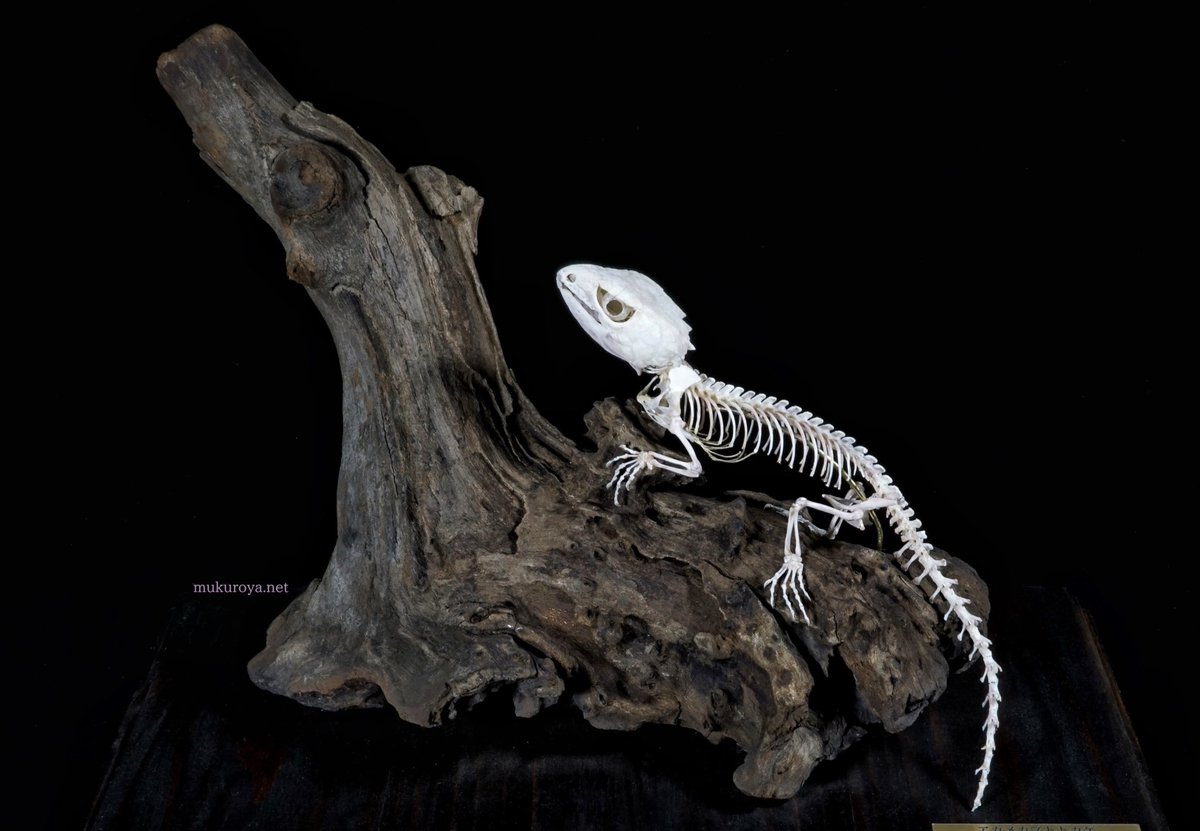 アカメカブトトカゲ 骨格標本 Tribolonotus gracilis 全長19cmほど