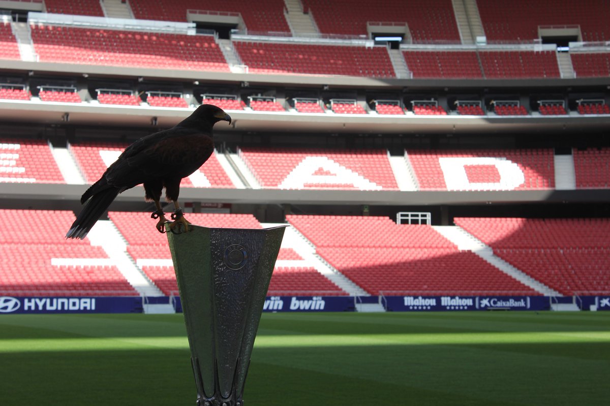 SgaeAudiovisual's tweet photo. Para los amantes del ⚽️fútbol y las 🐦‍⬛aves, no os perdáis el documental y el libro de nuestro socio,
@davidcalvofilms, #LosSueñosDelAire, una historia curiosa y apasionante sobre el halconero oficial del
@Atleti, Jorge Castaño. https://t.co/z418IBpdV3