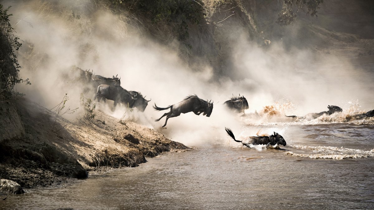 larryexpedition's tweet photo. ''Nature's epic spectacle unfolds in Masai-mara as wildebeest embark on their daring crossing - a breathtaking journey of survival and sheer wonder on the vast African plains''.
#SafariSpectacle
Contact for booking and inquiries
π +254 768 107 379
π§info@larryexpeditions.com https://t.co/BerAnzO4N9