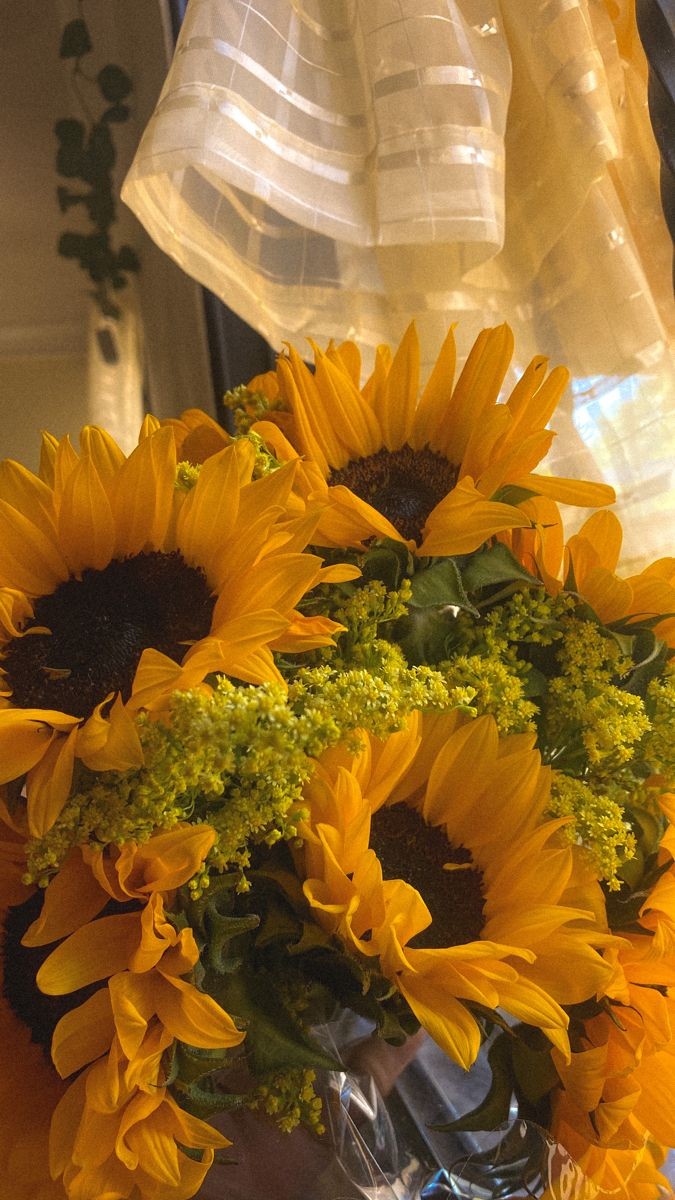 sunflowerchives's tweet photo. sunflowers https://t.co/LiTsLsXv2v