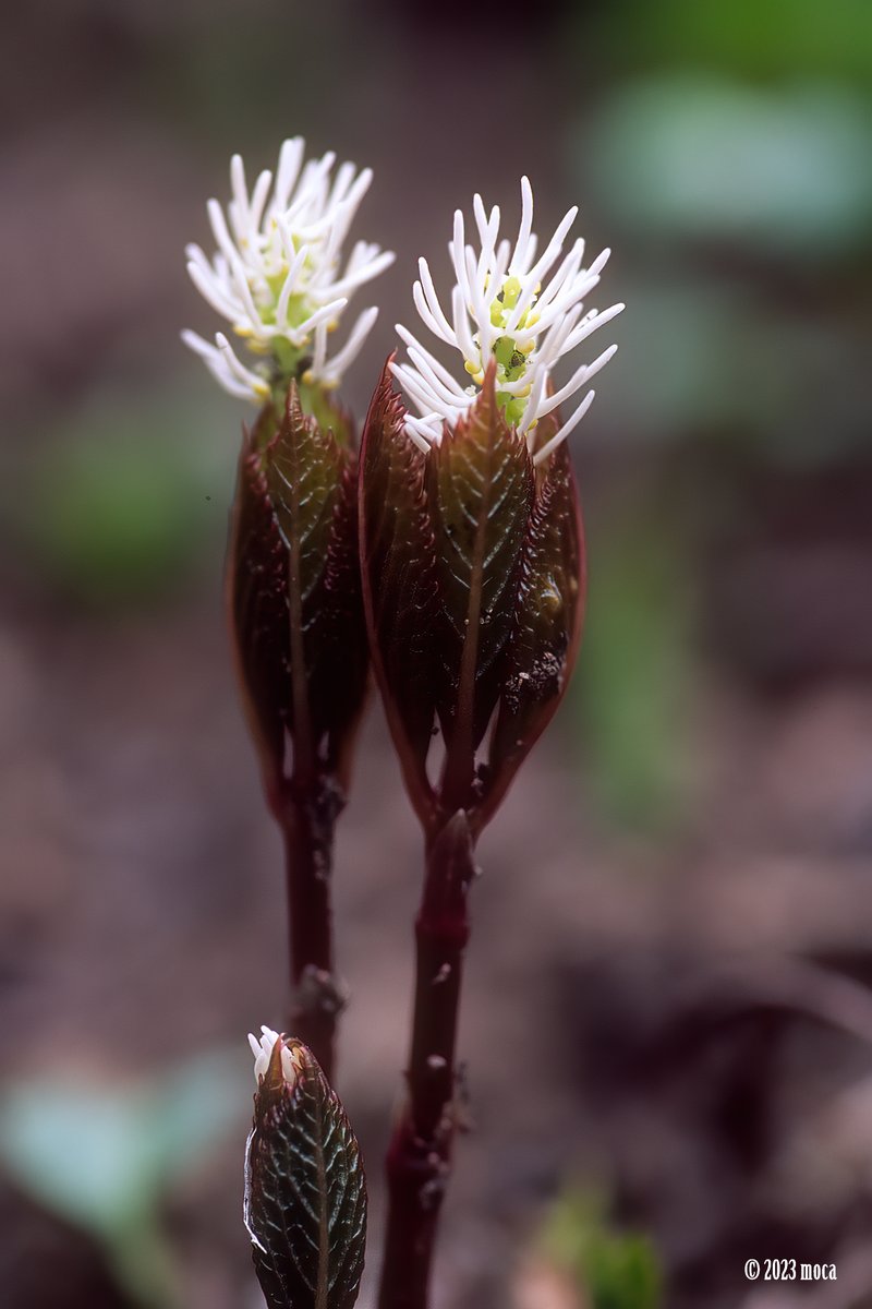 ヒトリシズカ - Search / X