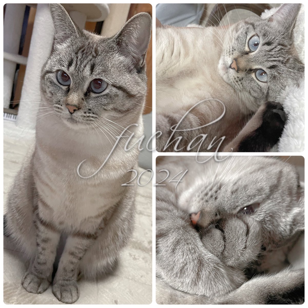 ふぅ (@fuchan0606) / Posts / X