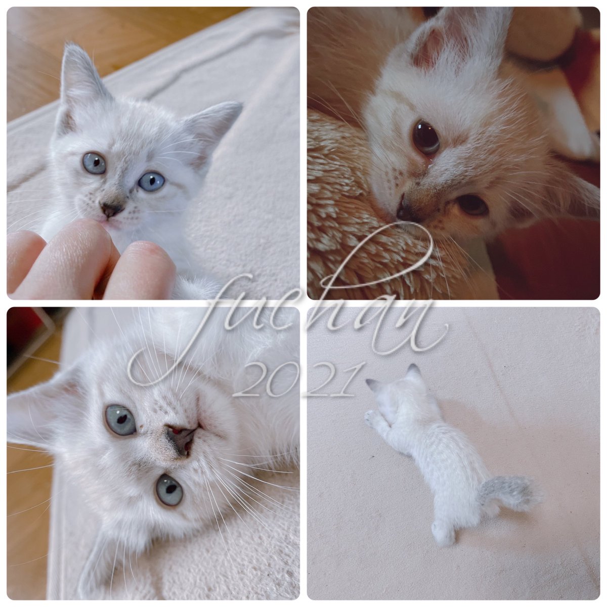 ふぅ (@fuchan0606) / Posts / X