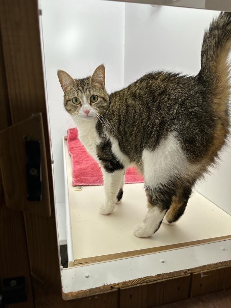 1.5 year old sisters Millie and Maisie are looking for a new home together. Both girls are very friendly and like to play. Maisie is really missing her time outside and we think Millie is missing a lap to cuddle up on. More and enquire: cats.org.uk/cherwell#adopt… #CatsOfX