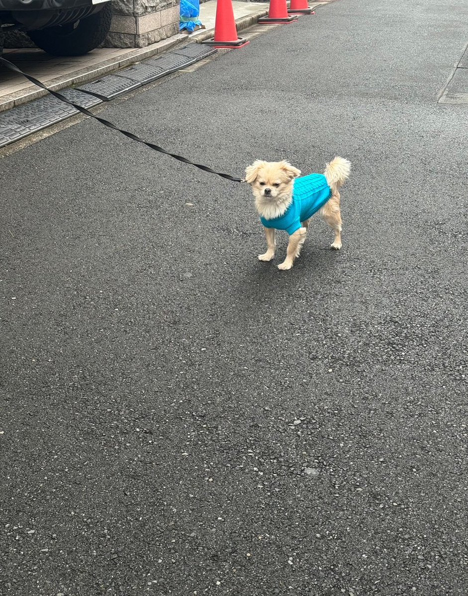 散歩やる気無さすぎてジワる