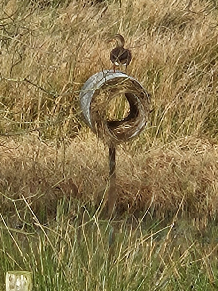 I am feeling rather pleased with myself today.
#NewTenant
#DuckTubes
@NARGC11 @BASCnews