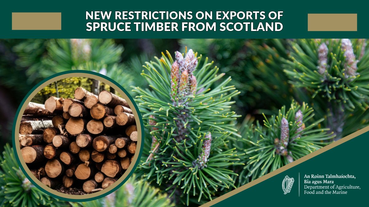 agriculture_ie's tweet image. Following extensive engagement with Scottish Forestry concerning the certification of coniferous roundwood (spruce) from the Pest Free Area (PFA) significant new measures are being introduced to provide additional protection for Irish forests.

👉gov.ie/en/press-relea…