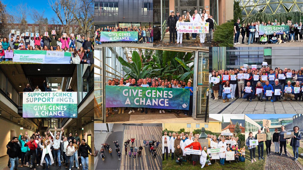 Within the next hour MEPs will vote on whether to support New Genomic Techniques (#NGTs). 

We call on them to embrace the science and help deliver more sustainable agriculture for the EU and globally. 

#GiveGenesAChance 🌱🧬