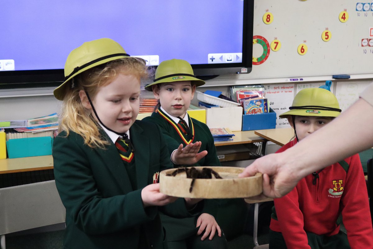 This week Prep 4 pupils enjoyed a Marvellous Minibeasts workshop with <a href="/WeeCrittersNI/">Wee Critters</a>. They met Arthur the armadillo, William Snakespeare, along with Cora and her boyfriend Christopher Walkingstick the stick insects. 🕷️🐍  

Thanks to <a href="/lisburnccc/">LCCC</a> for funding the workshop. ❤️💚💛
