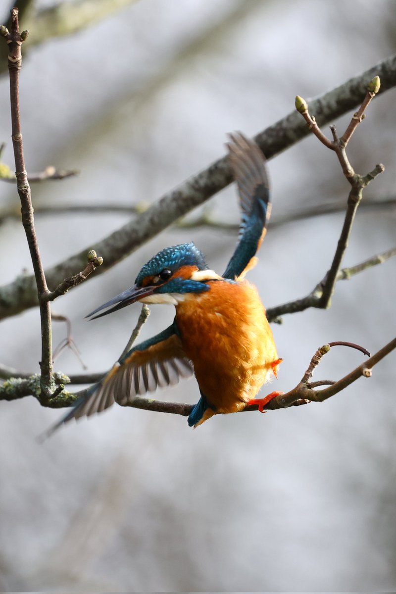 On tonight's strictly come dancing..
King Fisher with the Cha Cha Slide.... <a href="/Natures_Voice/">RSPB</a> <a href="/ChrisGPackham/">Chris Packham</a> <a href="/bbcstrictly/">BBC Strictly ✨</a> <a href="/ClaudiaWinkle/">Claudia Winkleman</a> <a href="/BBCTheOneShow/">BBC The One Show</a>