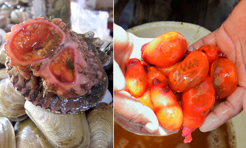 Jamie_Bio's tweet image. Pyura chilensis? 👀🌊