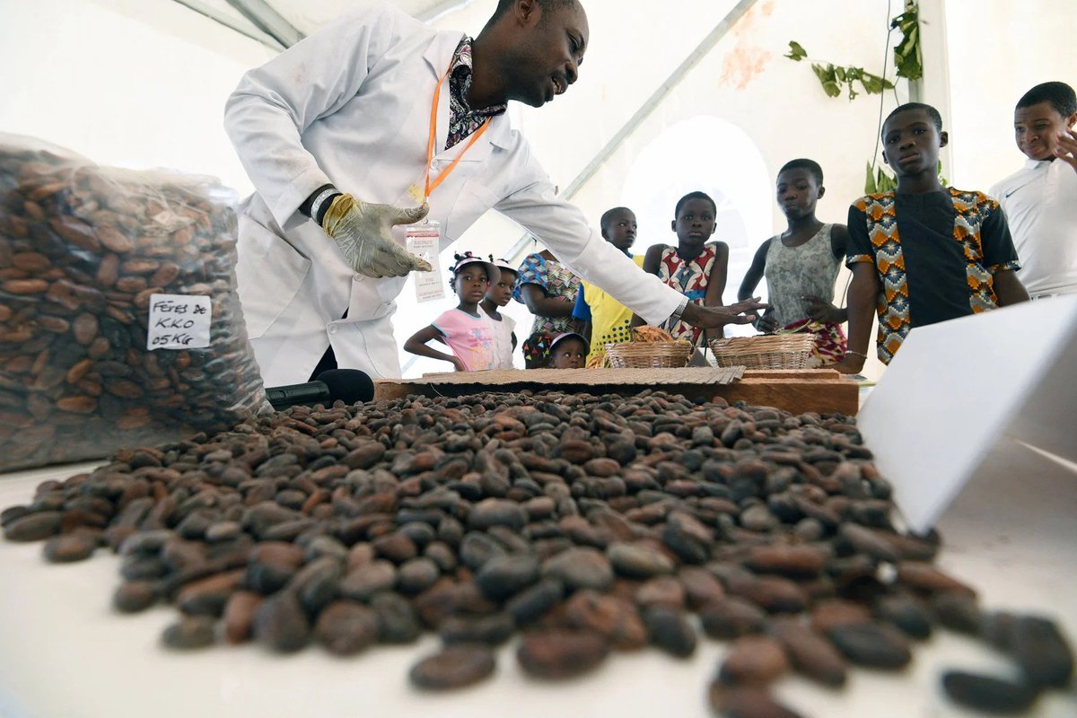 AfricaSecondes's tweet photo. Cote d'Ivoire : Le Président Alassane Ouattara apporte son soutien aux exportateurs locaux alors que la production de fèves en Côte d'Ivoire diminue, en réactivant un ensemble de mesures visant à soutenir l'industrie.
#industriel #presidentielle2024 #feves #production ⬇️ https://t.co/JVIkHVrKcs