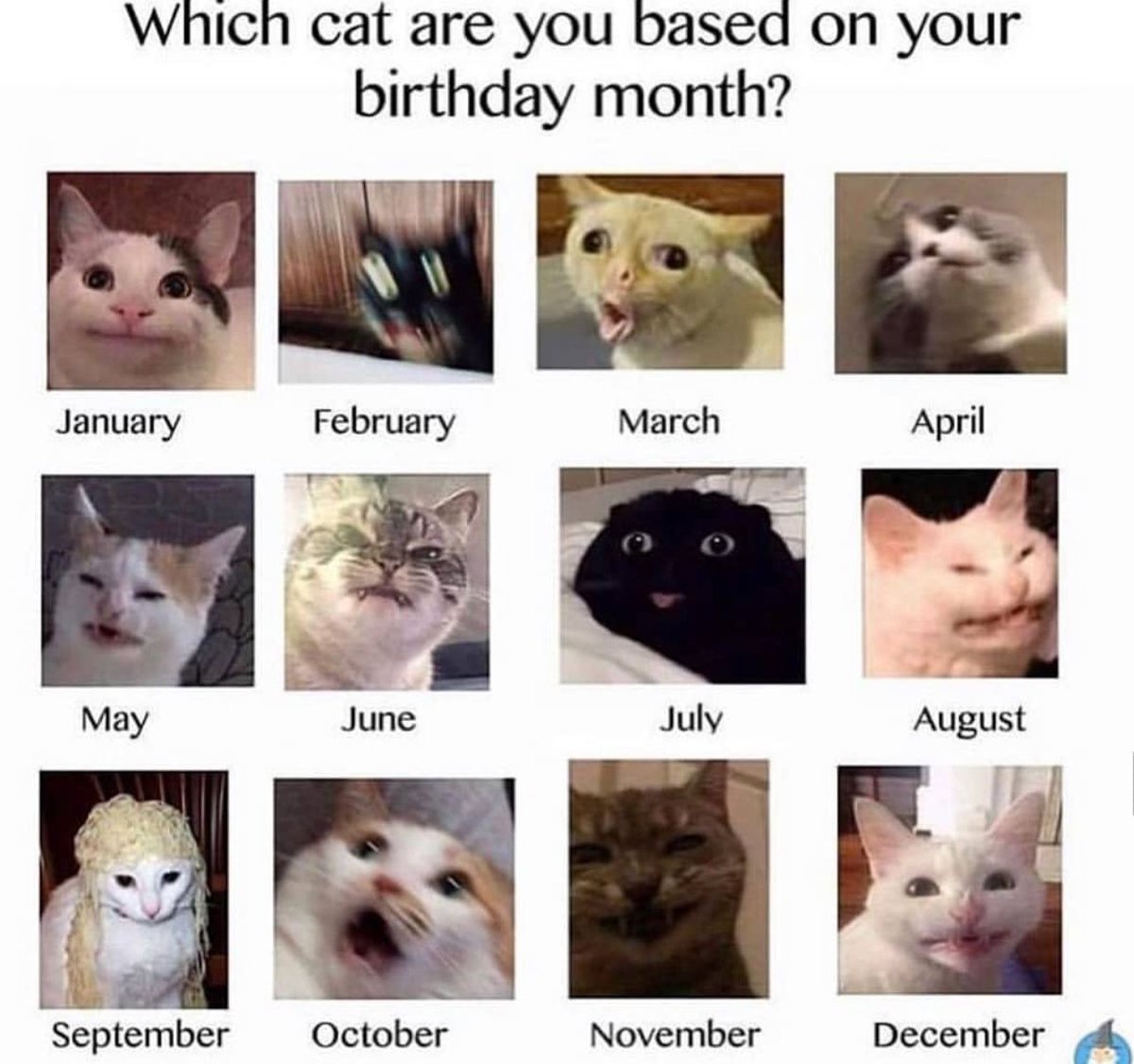 Posts Of Cats tweet media