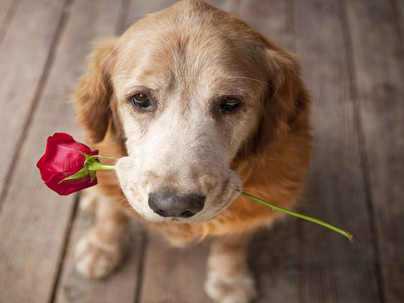 LurganLeashes's tweet photo. It's National Rose Day today so get ready for Valentines day as it is just around the corner! 🐶 https://t.co/grHEgKMQGh