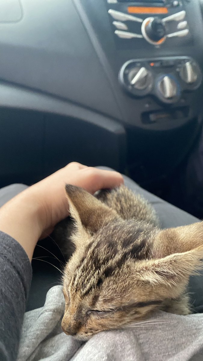 fafaahfah's tweet photo. after a year bagi makan kat stray cat, me and husband decided to adopt this kid 🫶🏻

thankyou @yemmeow sebab selalu post pasal kucing kucing J&amp;T. jaga sampai tembun macam Timmy. selalu sembang pasal kucing kucing Emma kat husband 🤭 https://t.co/wk1PKf0r2d