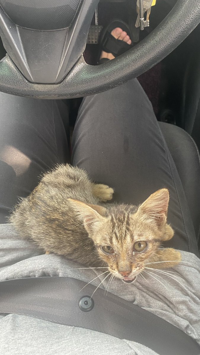 fafaahfah's tweet photo. after a year bagi makan kat stray cat, me and husband decided to adopt this kid 🫶🏻

thankyou @yemmeow sebab selalu post pasal kucing kucing J&amp;T. jaga sampai tembun macam Timmy. selalu sembang pasal kucing kucing Emma kat husband 🤭 https://t.co/wk1PKf0r2d
